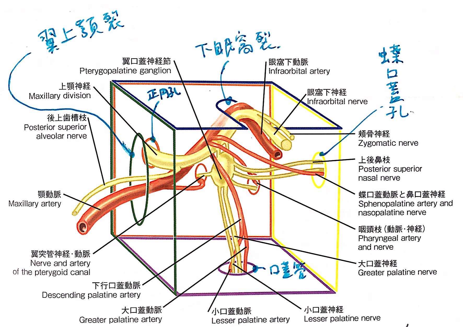 翼口蓋窩.jpg 翼口蓋窩