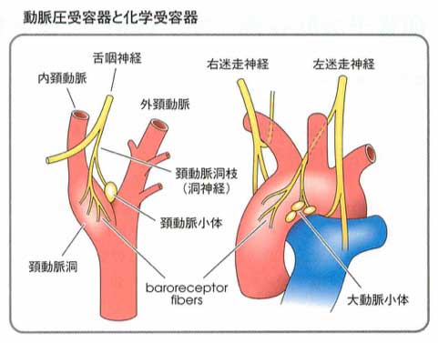 頸動脈小体_大動脈小体_詳細.jpg 頸動脈小体 大動脈小体 詳細